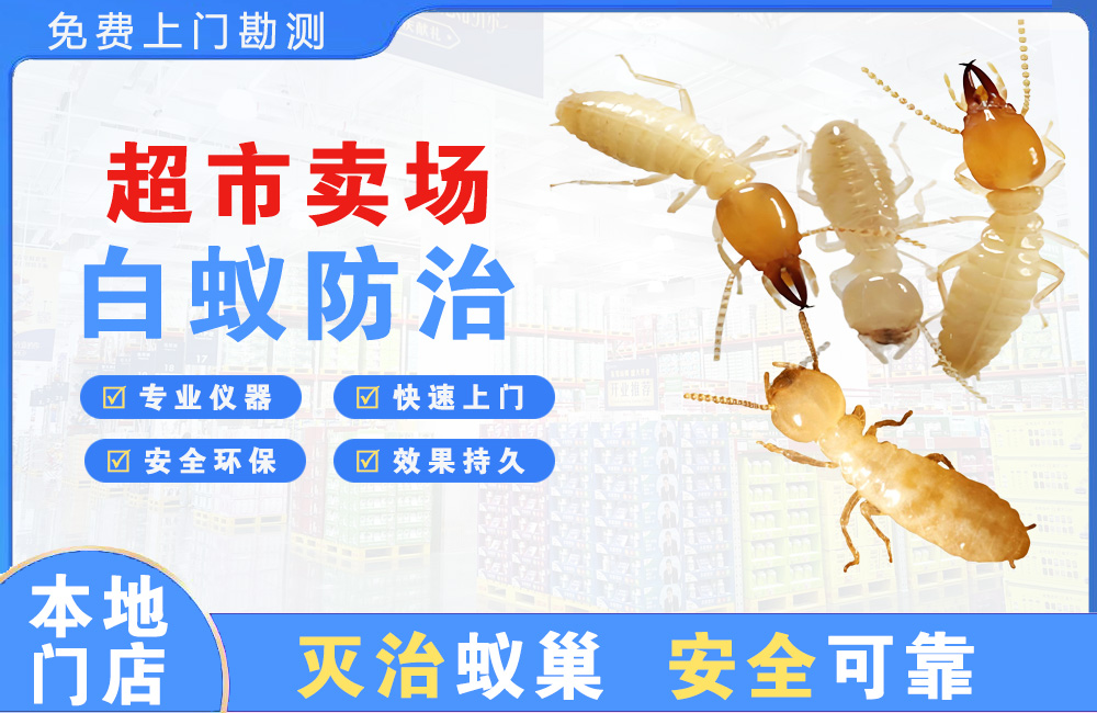 湾里超市卖场白蚁防治