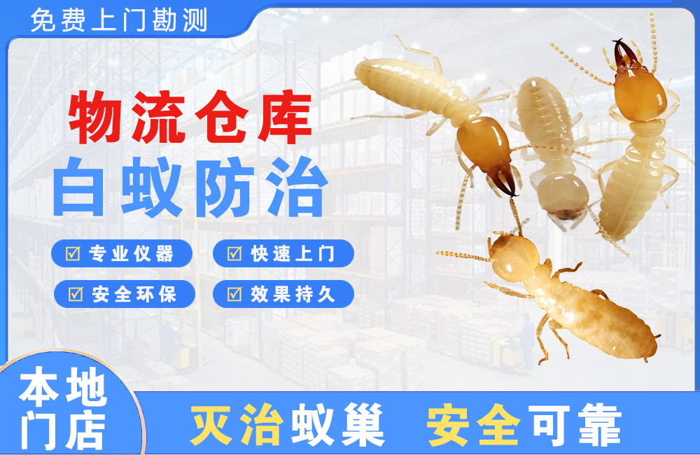 湾里物流仓库白蚁防治
