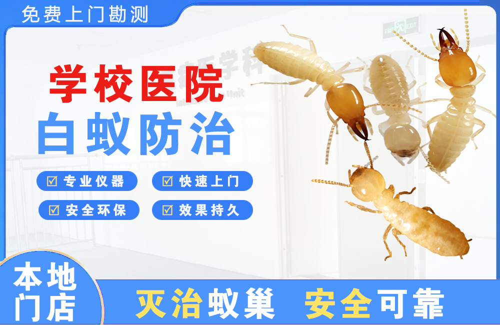 湾里学校医院白蚁防治