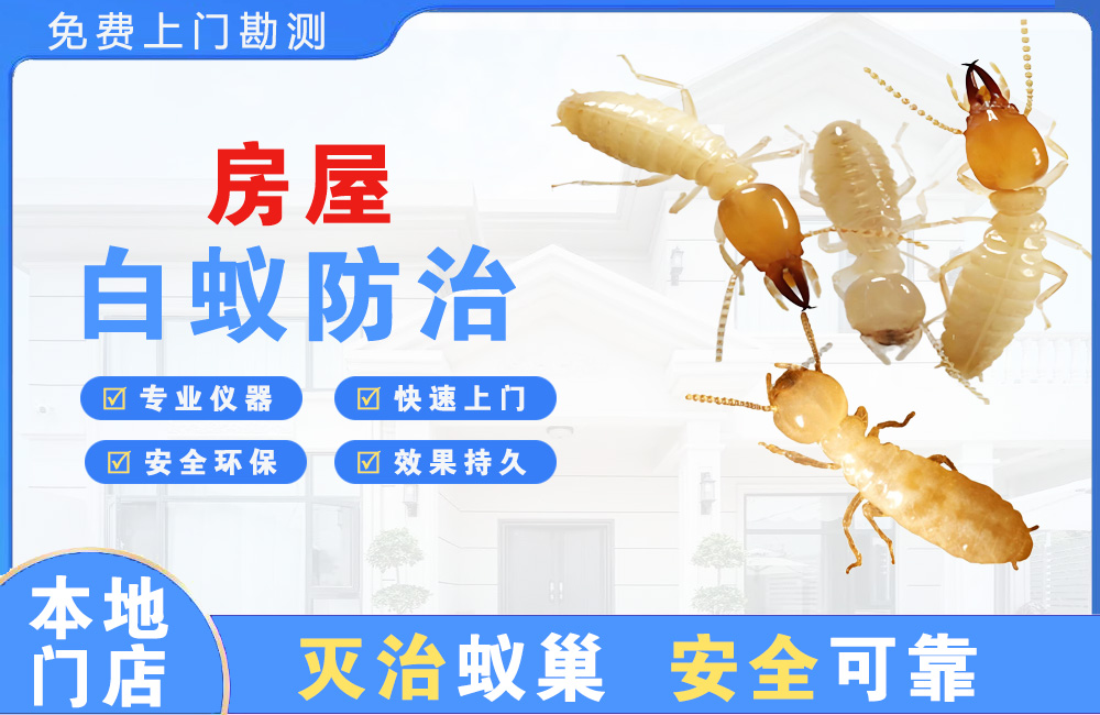 湾里房屋白蚁防治
